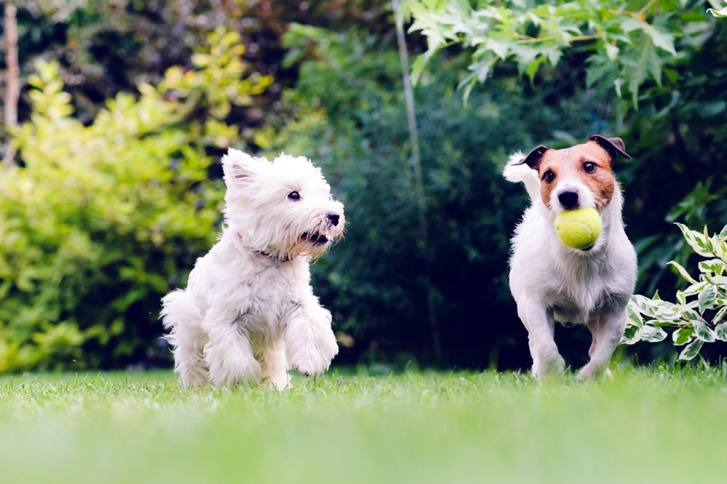 dog-socializing-playing