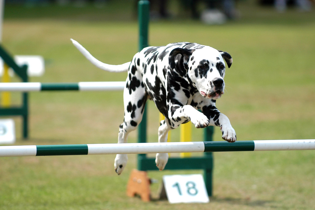 dog-sports-agility