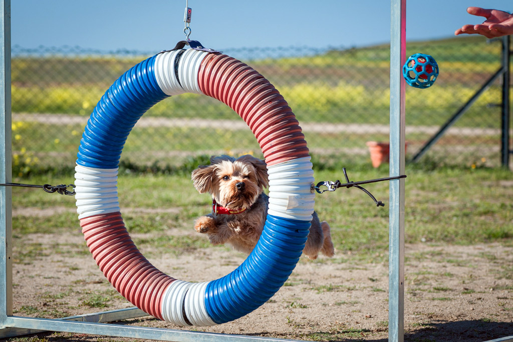 dog-sports-flyball