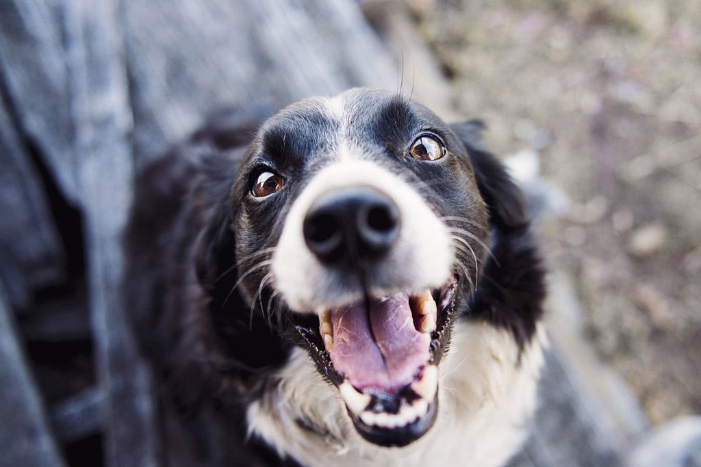 dog-staring-expectant