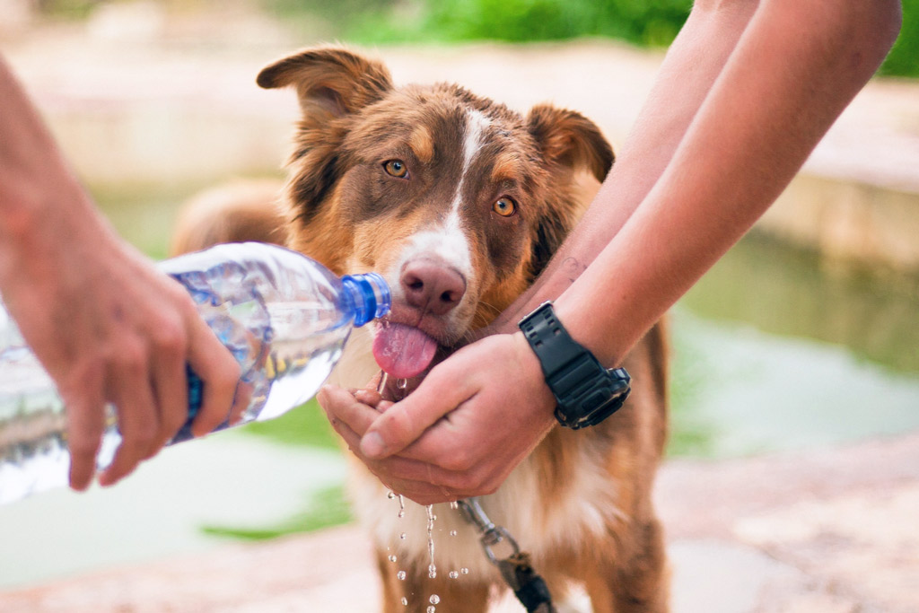 dog-staying-hydrated