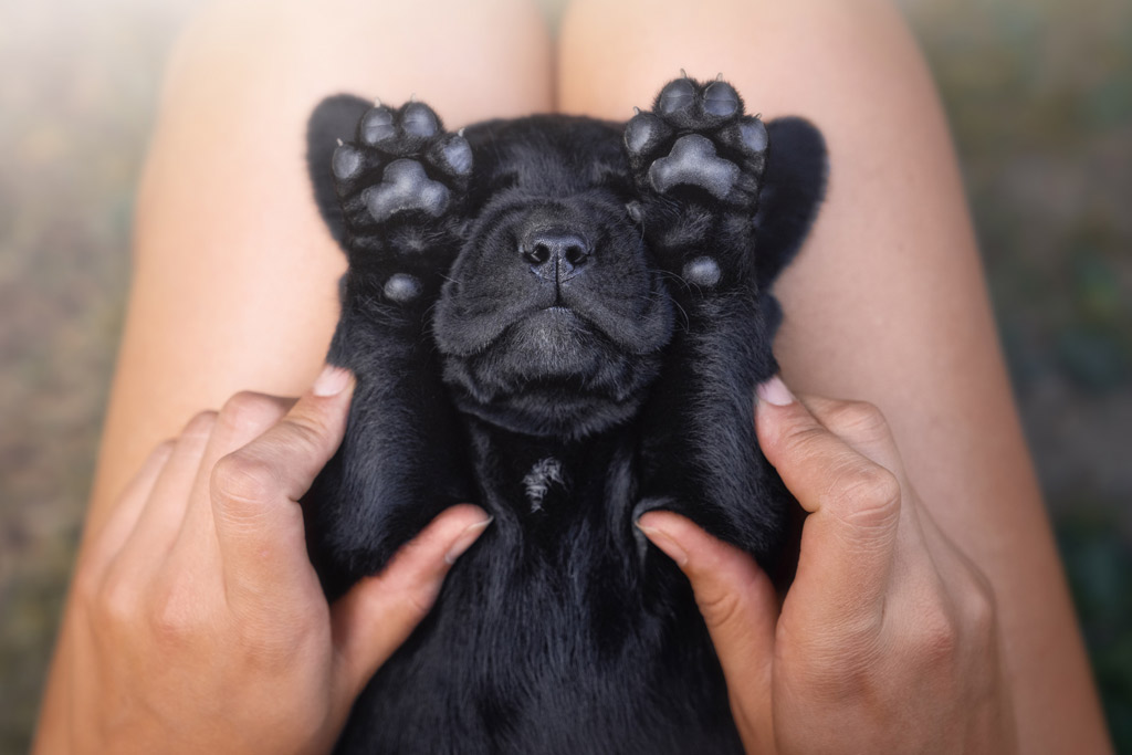 dog-stress-release-massage