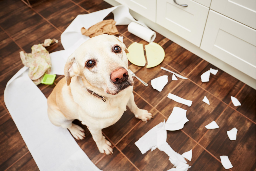 dog-stress-signs-destructive-behaviour
