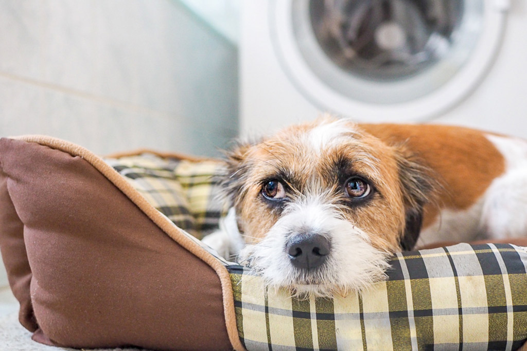 dog-stress-signs-flat-ears