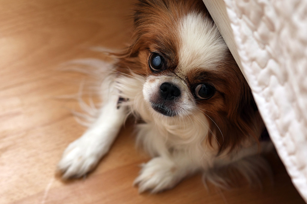 dog-stress-signs-hiding