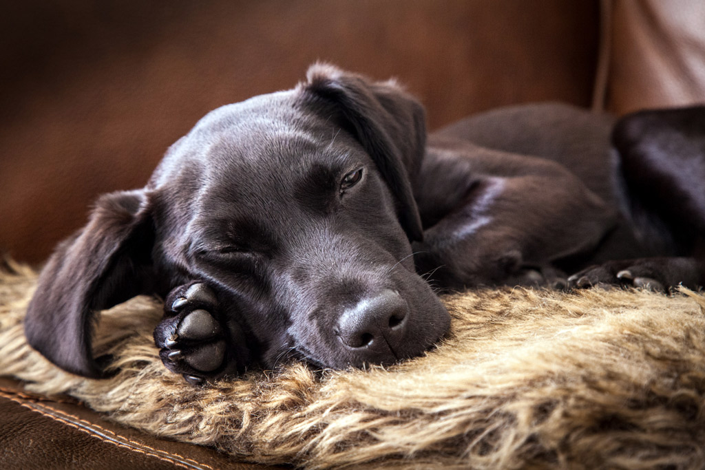 dog-stress-signs-sleep-disruption