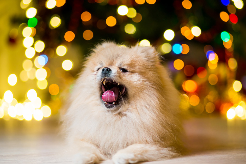 dog-stress-signs-yawning