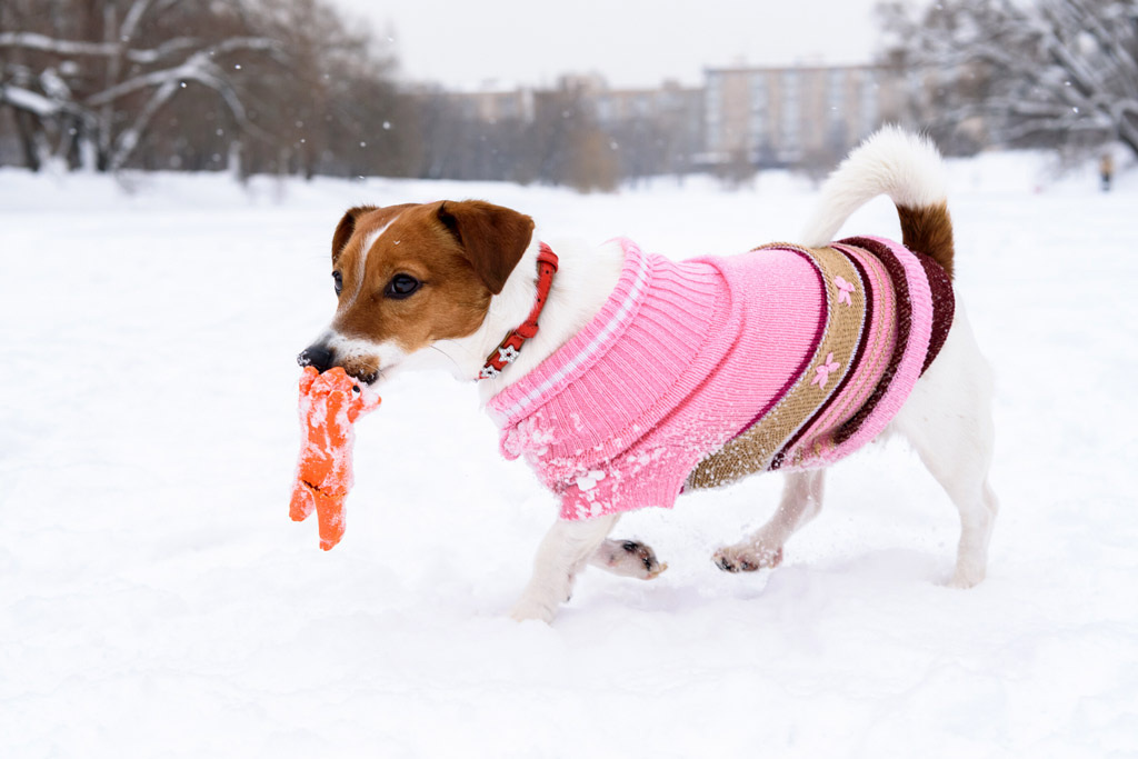 dog-sweater-fuctionality-and-comfort