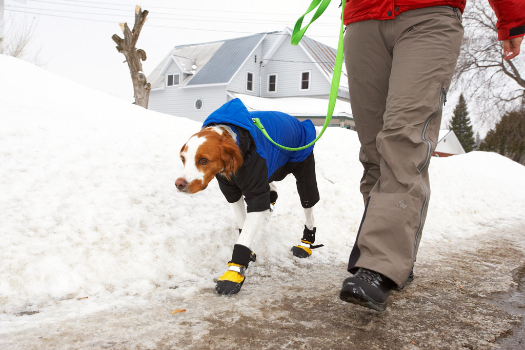 dog-sweater-safety