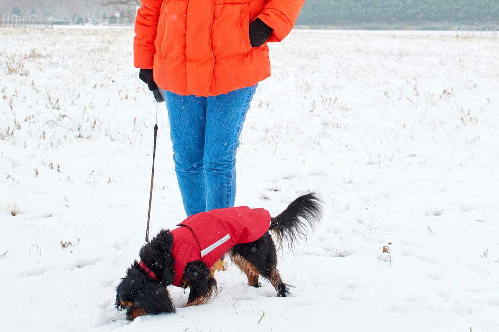 dog-sweater-types