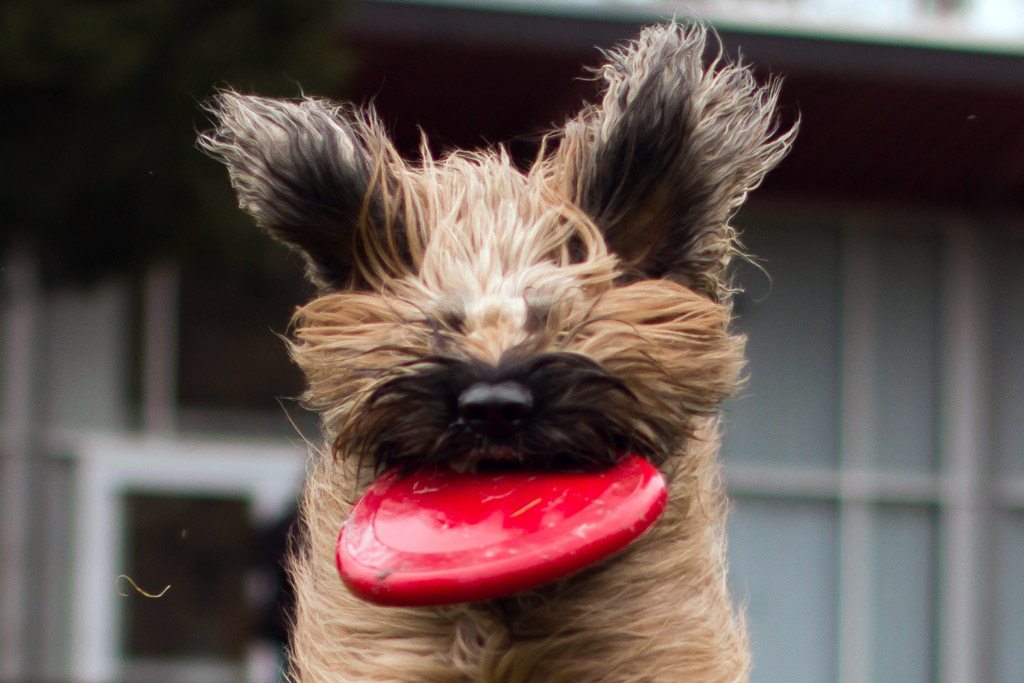 dog-toy-frisbee