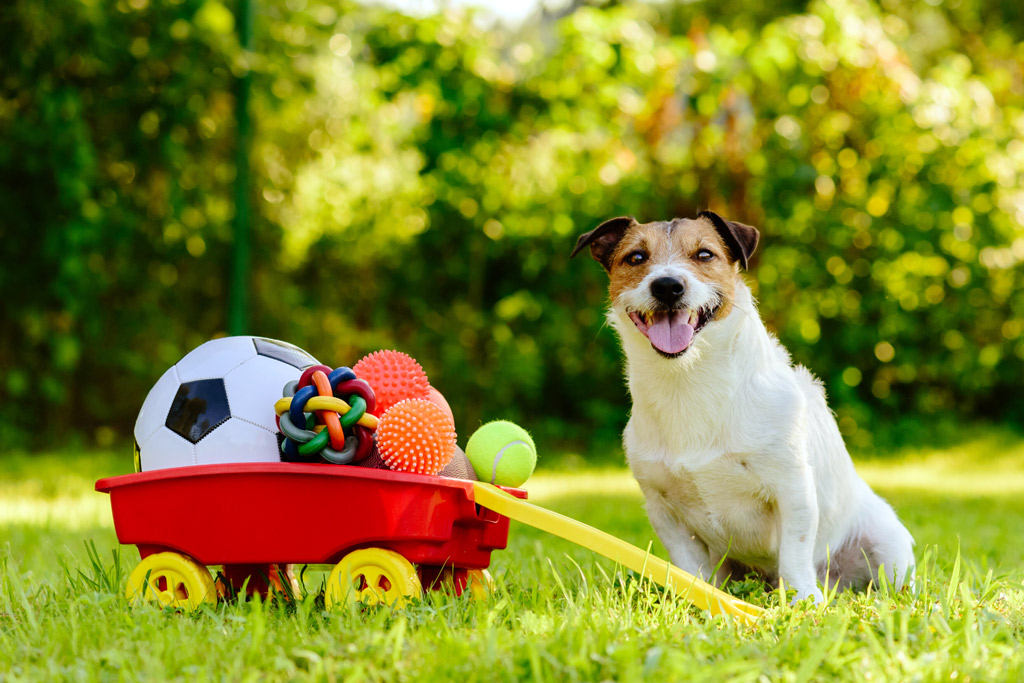 dog-toy-selection