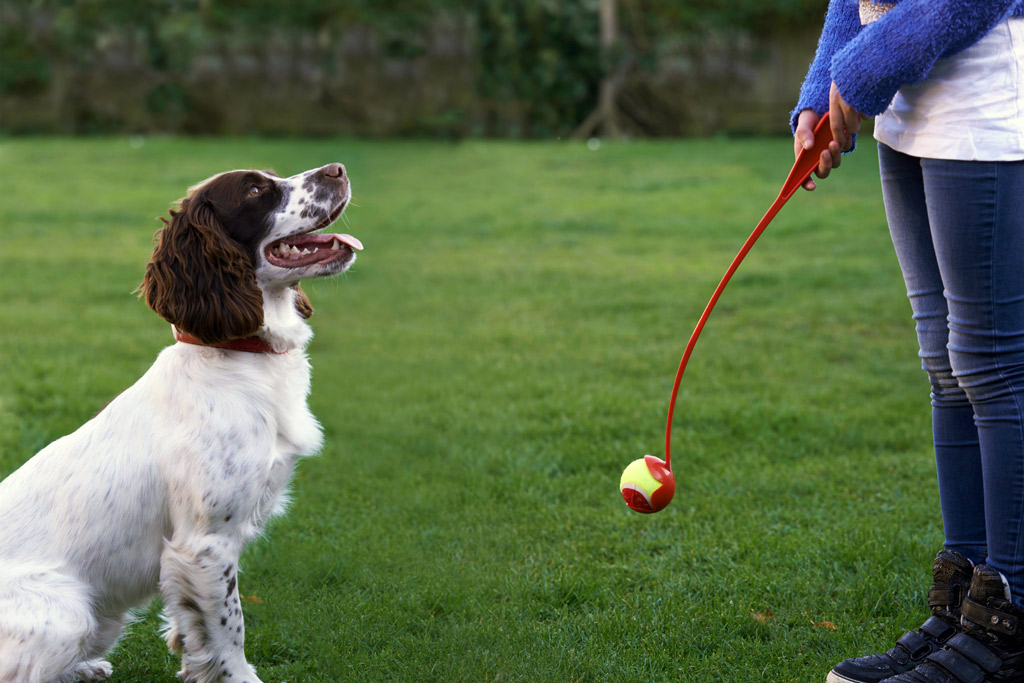 dog-toys-ball-thrower