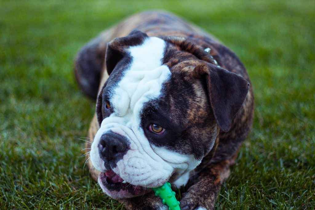 dog-toys-chew-teeth-cleaner