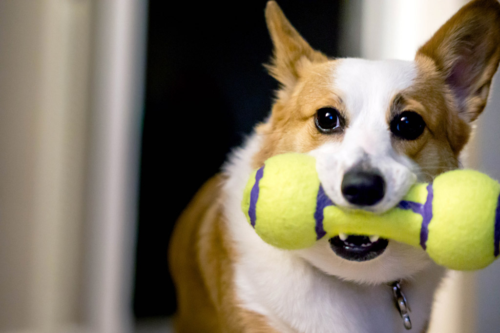 dog-toys-floating