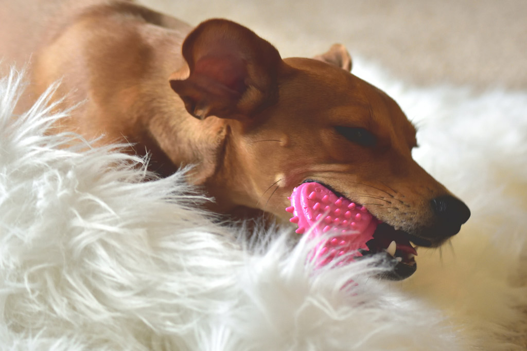 dog-toys-for-chewers