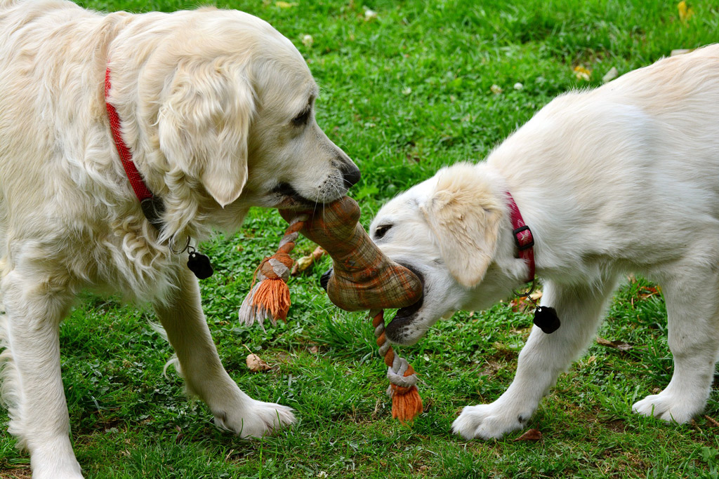 dog-toys-for-retrievers