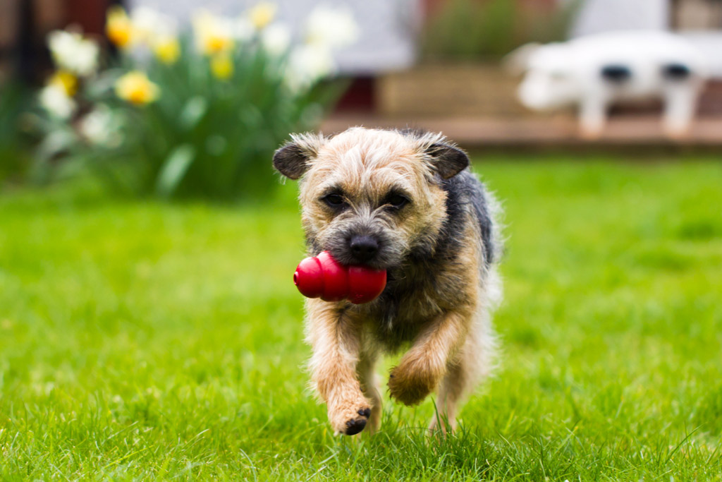 dog-toys-kong-classic-rubber