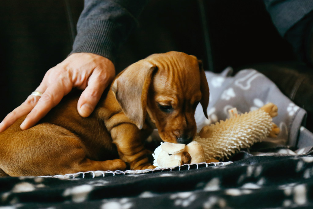 dog-toys-soft-squeaky