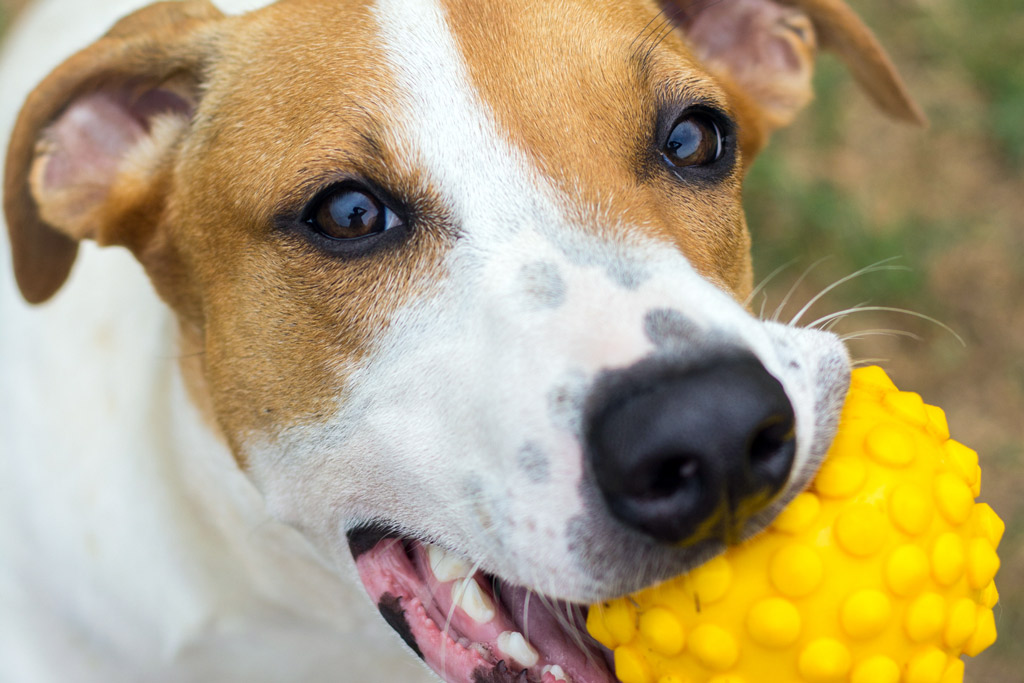 dog-toys-squeaky-ball