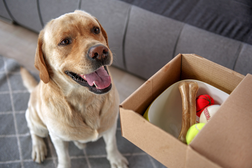 dog-toys-tidying-up