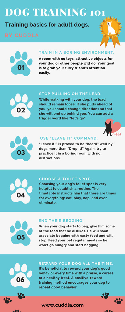 dog-training-101-basics-for-adult-dogs