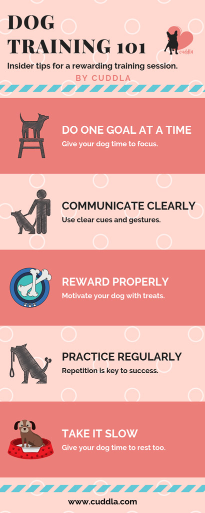 dog-training-101-insider-tips