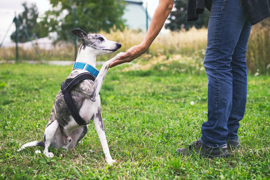 dog-training-basic-commands-paw