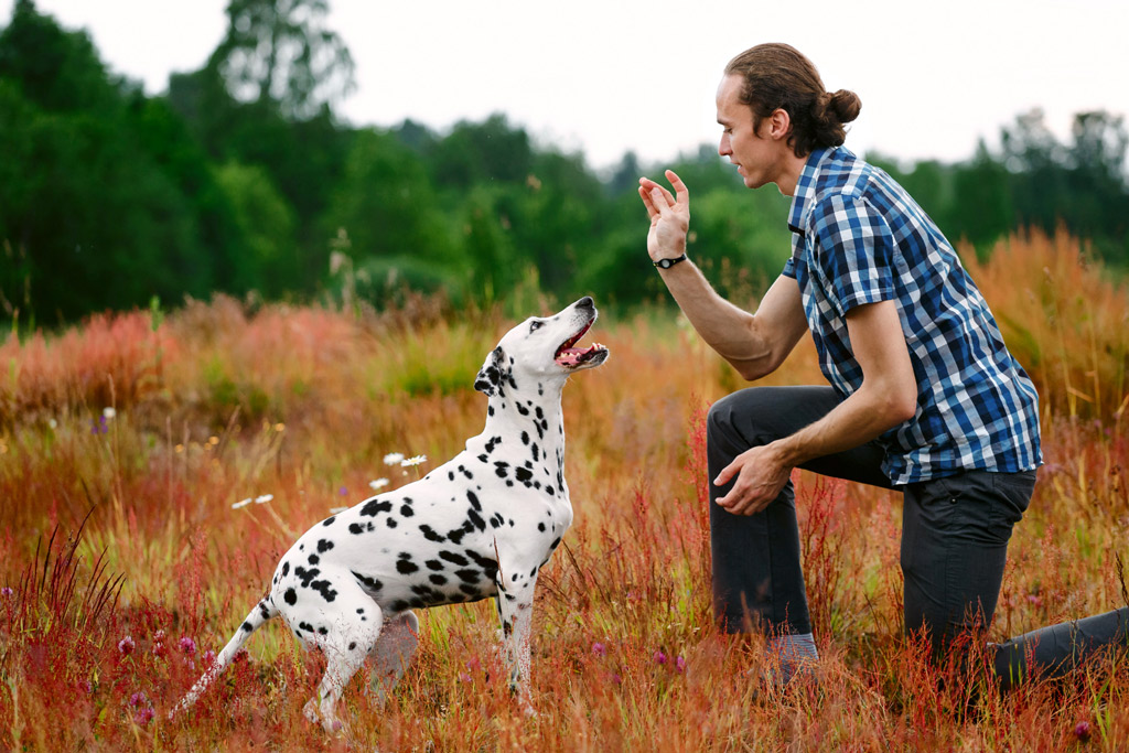 dog-training-boddy-language