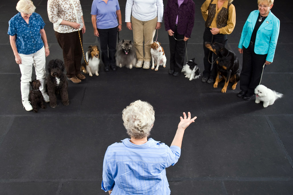 dog-training-classes