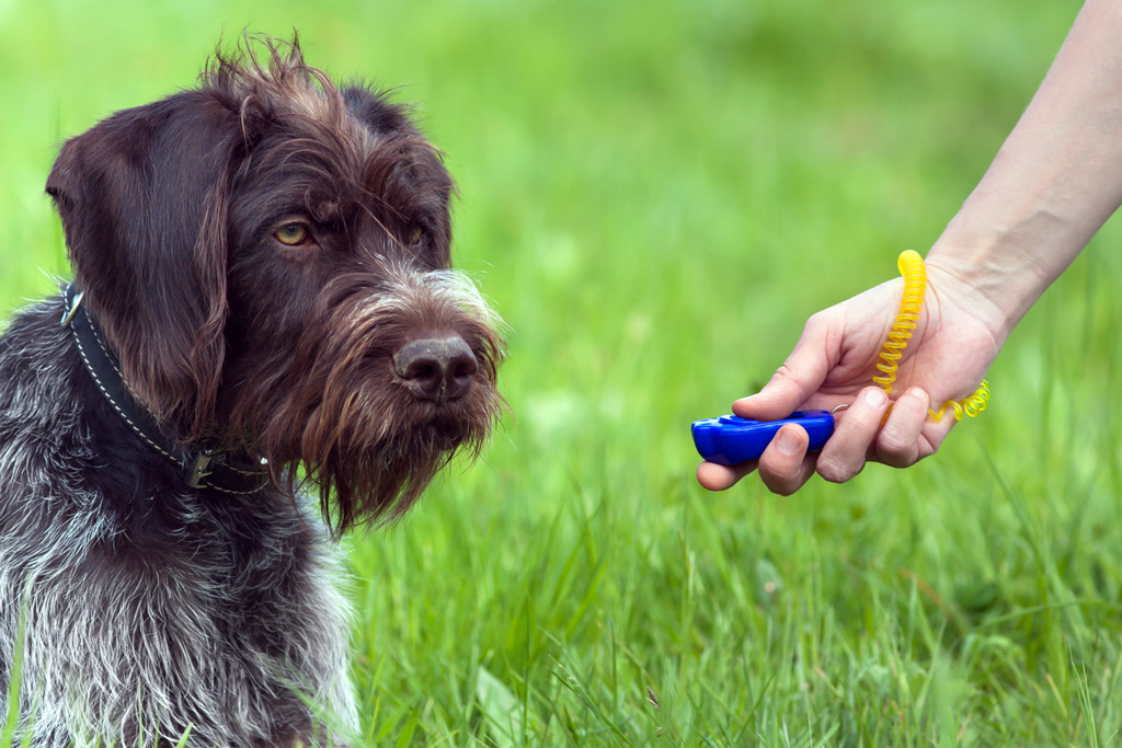 dog-training-clicker