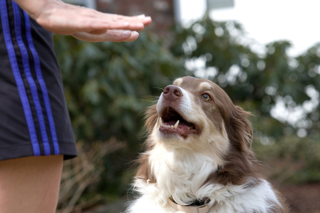 dog-training-command