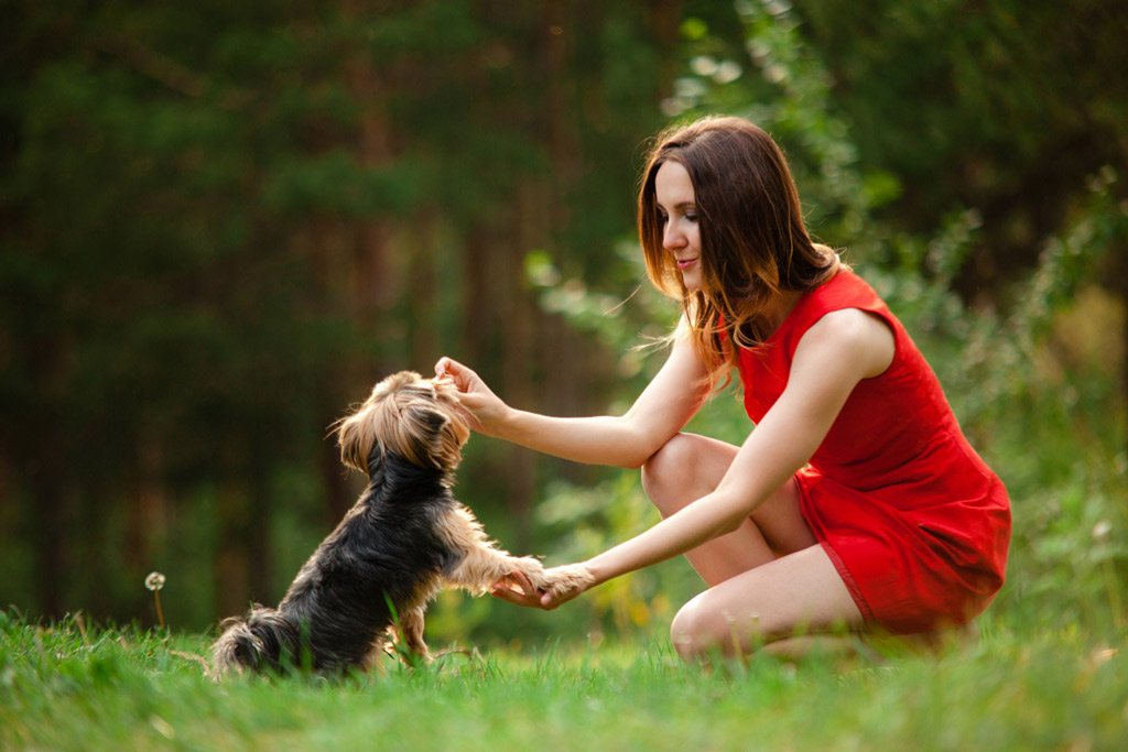 dog-training-paw-command-reward