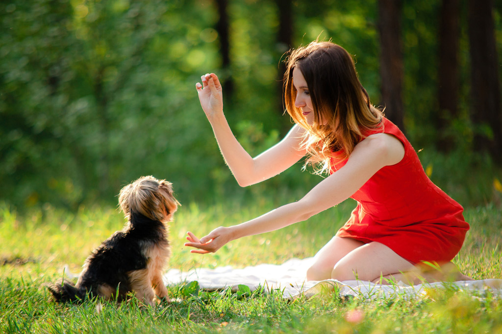 dog-training-paw-command