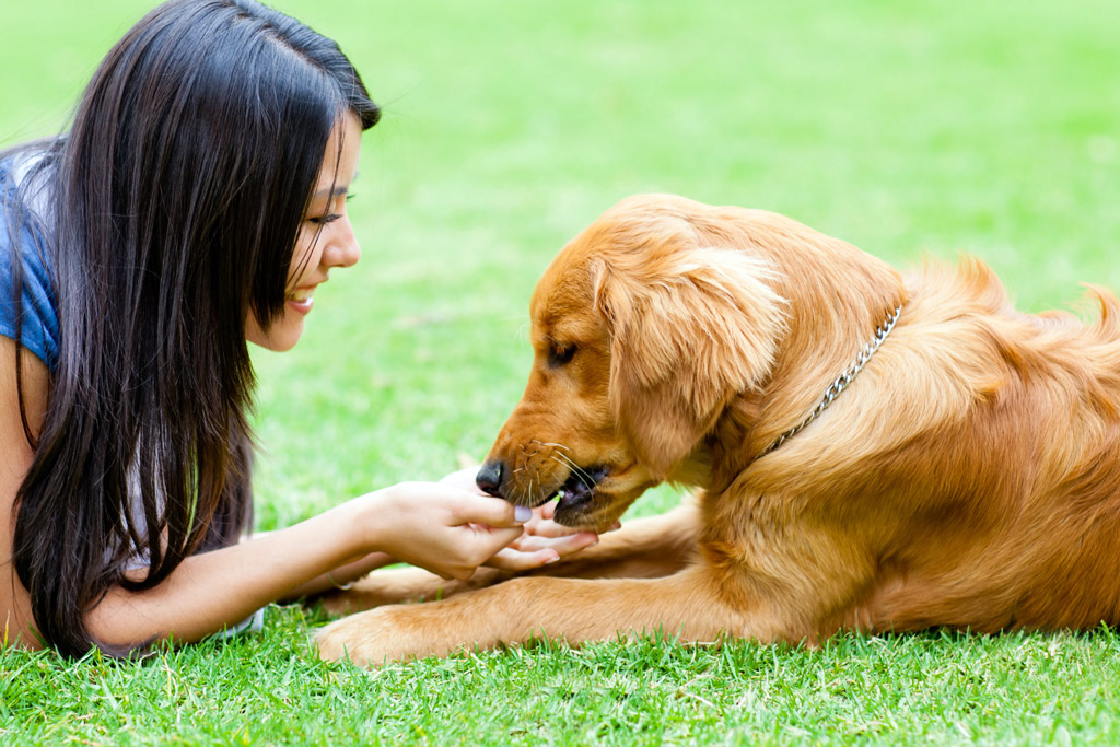 dog-training-reward