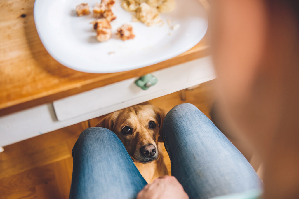 dog-training-stop-begging