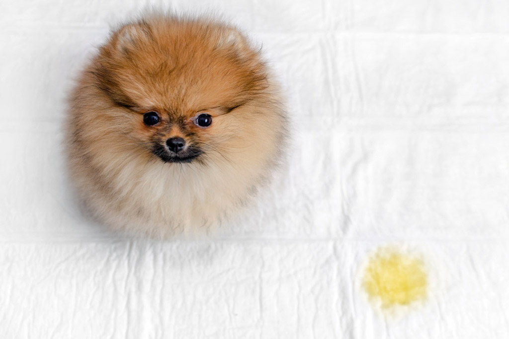 dog-training-toilet-spot