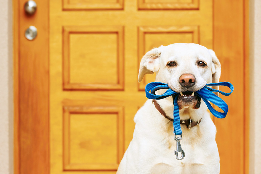 dog-training-tricks-grab-leash