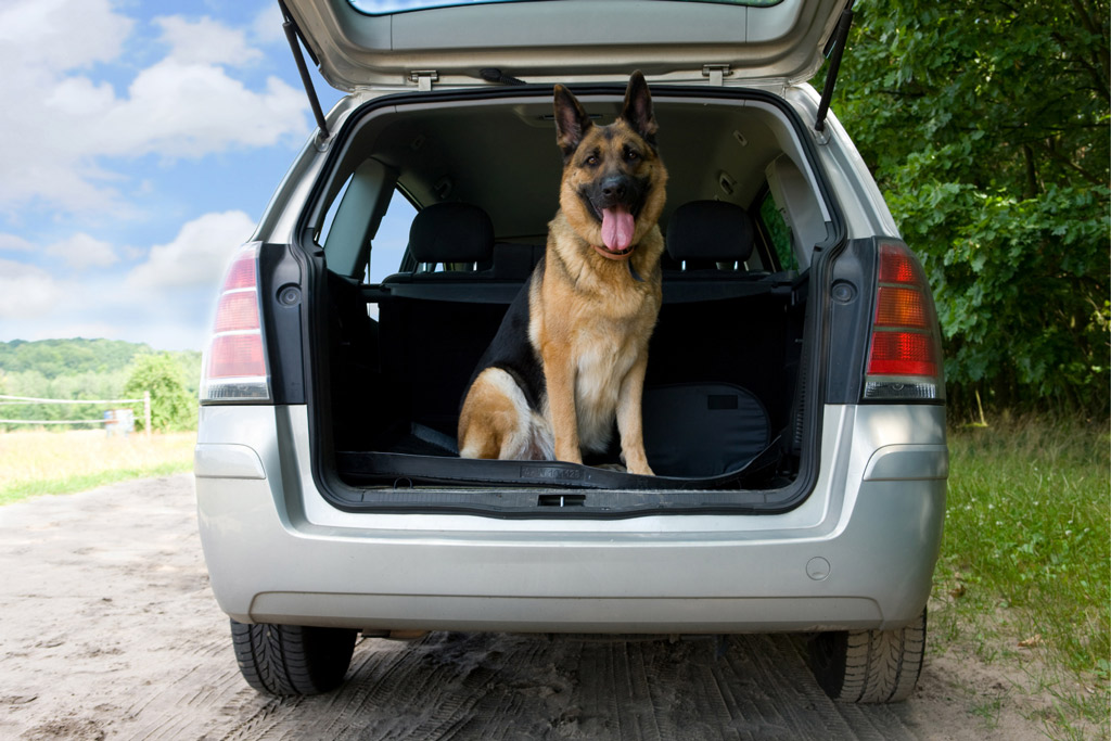 dog-travel-by-car-boot