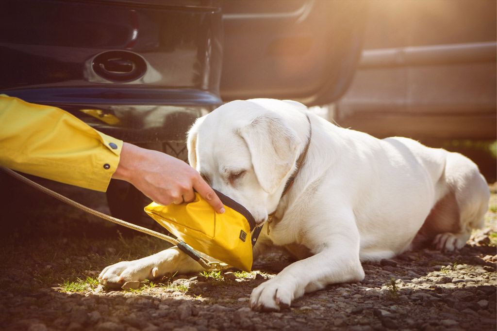 dog-travel-by-car