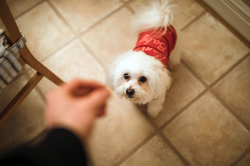 dog-treat-chicken-jerky-strips