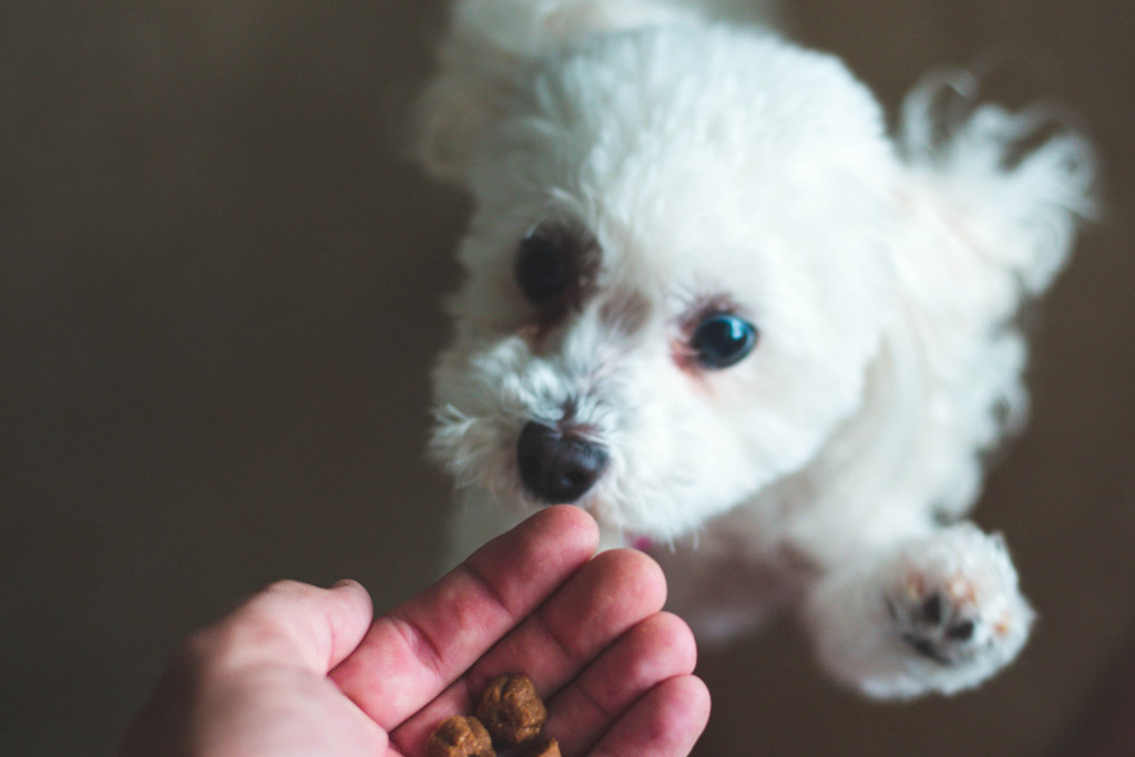 dog-treat-nutty-nuggets