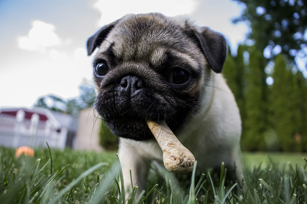 dog-treats-locally-sourced