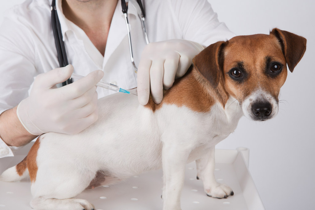 dog-vaccinations-schedule