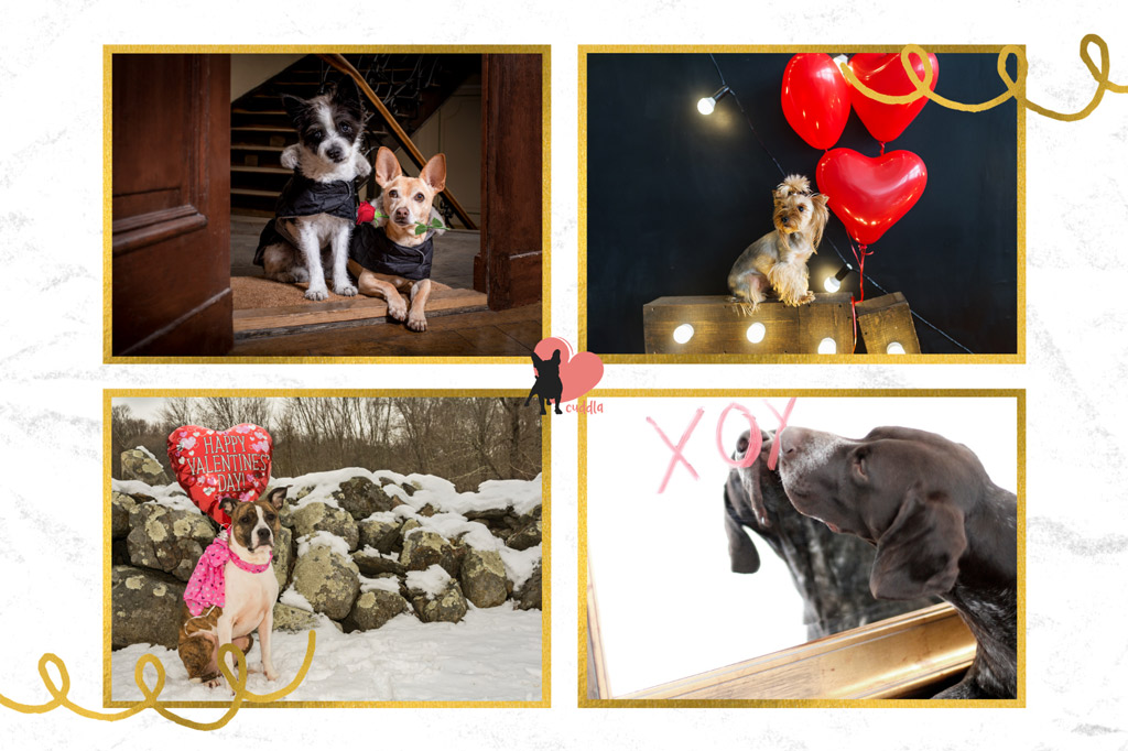 dog-valentines-day-date