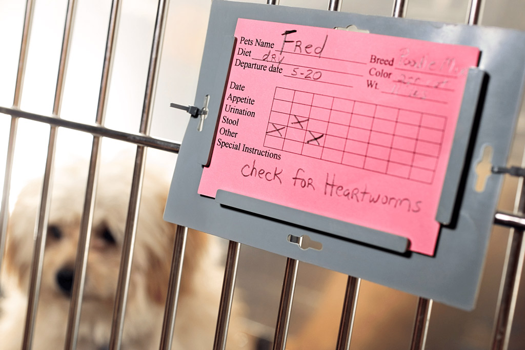 dog-veterinarian-office-boarding