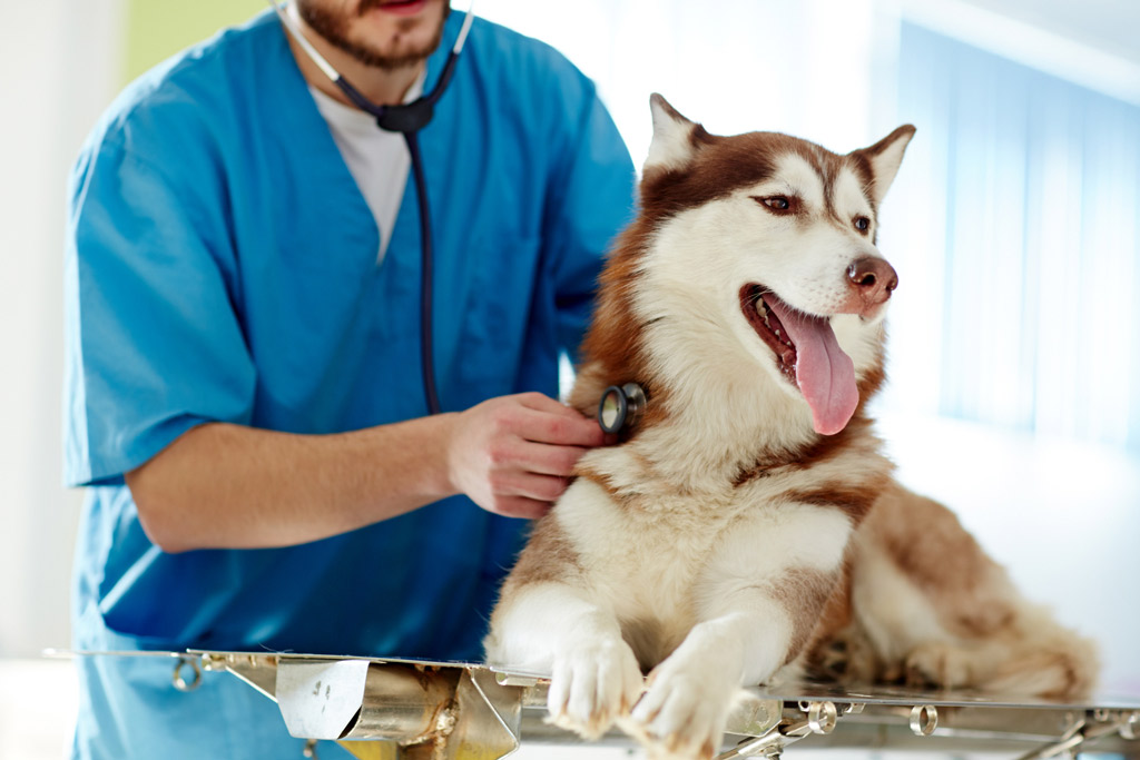 dog-veterinarian