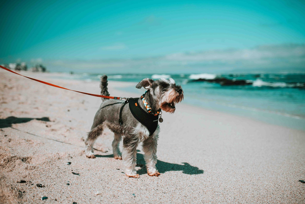 dog-walk-beach