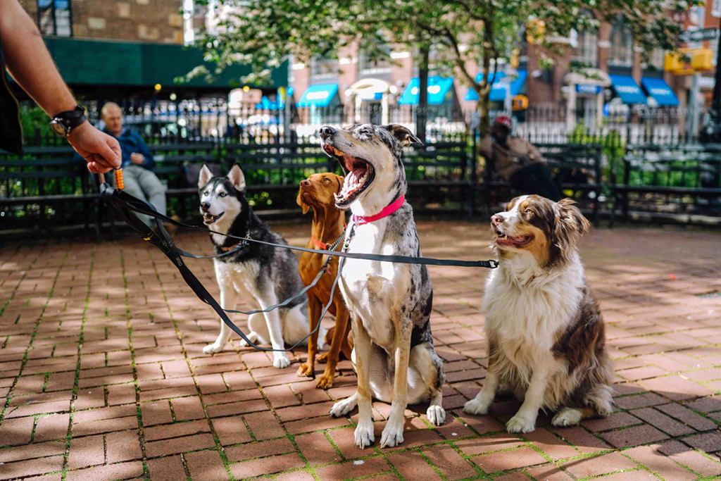 dog-walker-with-dogs