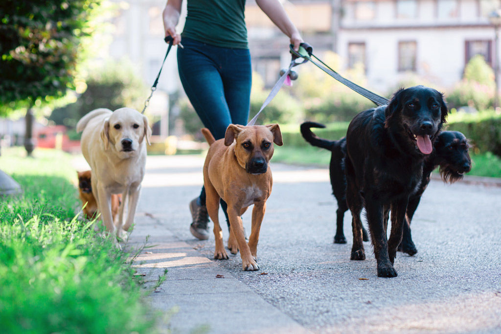 dog-walker